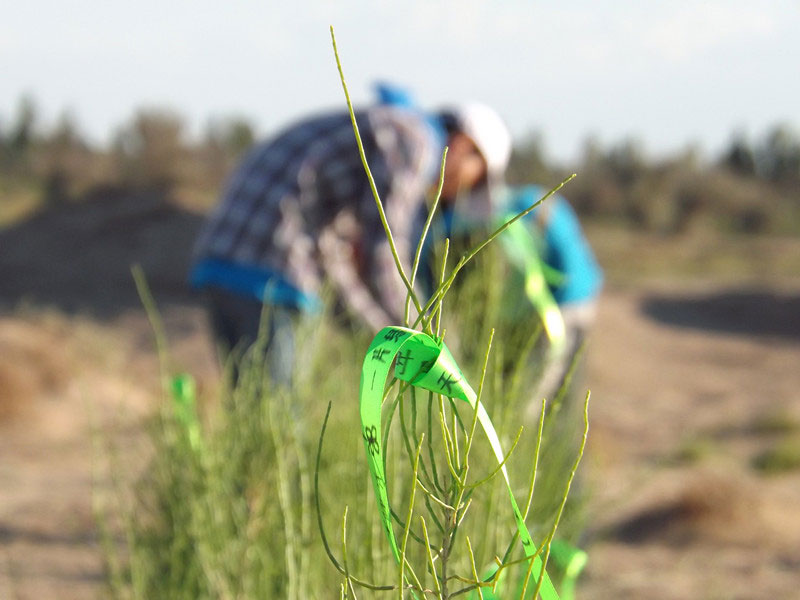 7��14����������ҁ��������֌���ٛ�ߵľG�z��ϵ��������������ͽz����ꖹ����ҫ���W���Gɫ�Ĺ�â��