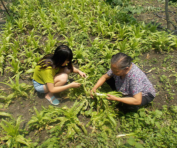 ��������æ�_�y��ժ�Ĳ˲��ϸ���ժ��Ч�ʵ�����(j��ng)�^(gu��)������Ϥ��ָ��(d��o)���ܿ��(du��)�T���M(j��n)���ˠ�B(t��i)��