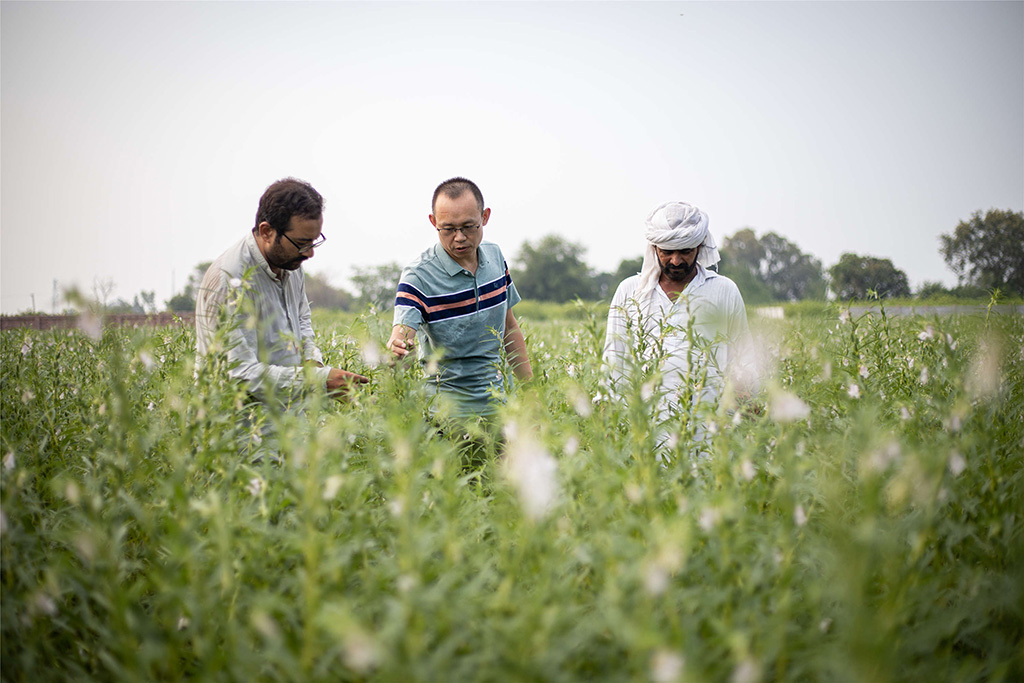 中巴經(jīng)濟(jì)走廊農(nóng)業(yè)合作中心芝麻種植園（拉合爾）。（人民網(wǎng)記者 薛丹攝）