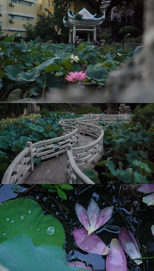 盧廉若公園。人民網(wǎng) 唐佳 攝