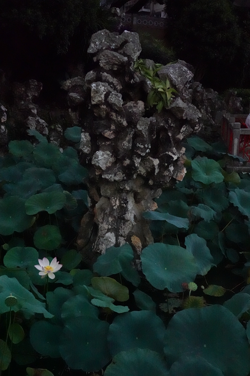 盧廉若公園的假山石。人民網(wǎng) 唐佳 攝