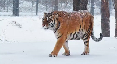 虎虎生威！雪天和東北虎超配的