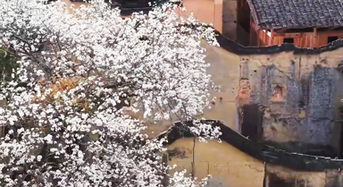 春花綻放,田園古韻詩意滿滿