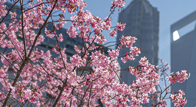 上海:陸家嘴現(xiàn)“櫻花車站”